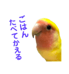 コザクラインコ ペッコちゃん2（個別スタンプ：9）