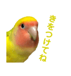 コザクラインコ ペッコちゃん2（個別スタンプ：11）