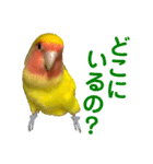 コザクラインコ ペッコちゃん2（個別スタンプ：12）