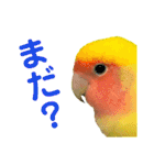 コザクラインコ ペッコちゃん2（個別スタンプ：13）