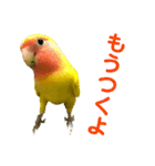 コザクラインコ ペッコちゃん2（個別スタンプ：14）