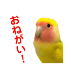 コザクラインコ ペッコちゃん2（個別スタンプ：15）