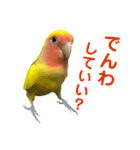コザクラインコ ペッコちゃん2（個別スタンプ：16）