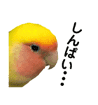 コザクラインコ ペッコちゃん2（個別スタンプ：20）