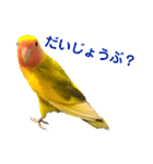 コザクラインコ ペッコちゃん2（個別スタンプ：21）