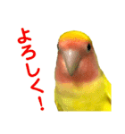 コザクラインコ ペッコちゃん2（個別スタンプ：22）