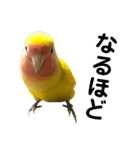コザクラインコ ペッコちゃん2（個別スタンプ：24）