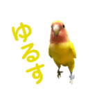 コザクラインコ ペッコちゃん2（個別スタンプ：25）