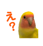 コザクラインコ ペッコちゃん2（個別スタンプ：26）