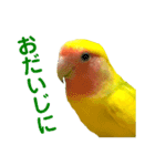 コザクラインコ ペッコちゃん2（個別スタンプ：27）