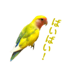 コザクラインコ ペッコちゃん2（個別スタンプ：28）