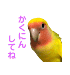 コザクラインコ ペッコちゃん2（個別スタンプ：31）