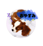 ノアちゃん♡スタンプ（個別スタンプ：9）