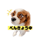 ノアちゃん♡スタンプ（個別スタンプ：12）