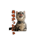 ②短足ジャック(マンチカン)（個別スタンプ：11）