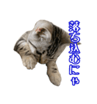 ②短足ジャック(マンチカン)（個別スタンプ：13）
