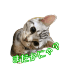 ②短足ジャック(マンチカン)（個別スタンプ：16）