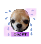 チワワのりょう（個別スタンプ：6）