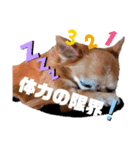 チワワのりょう（個別スタンプ：7）