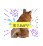 チワワのりょう（個別スタンプ：8）