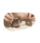 はなちゃん(デグー)（個別スタンプ：5）