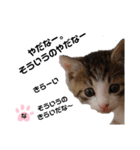 ねこのナゴヤだよ（個別スタンプ：1）