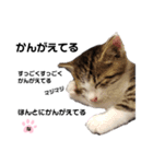 ねこのナゴヤだよ（個別スタンプ：3）