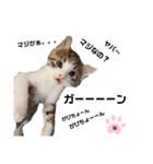 ねこのナゴヤだよ（個別スタンプ：4）