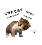 ねこのナゴヤだよ（個別スタンプ：5）