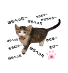 ねこのナゴヤだよ（個別スタンプ：6）