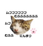 ねこのナゴヤだよ（個別スタンプ：7）