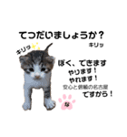 ねこのナゴヤだよ（個別スタンプ：11）