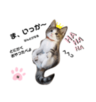 ねこのナゴヤだよ（個別スタンプ：14）