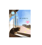 ネコとイヌのいる生活（個別スタンプ：3）