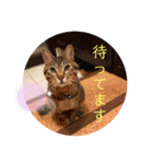 ネコとイヌのいる生活（個別スタンプ：5）