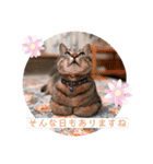 ネコとイヌのいる生活（個別スタンプ：7）