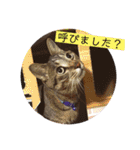 ネコとイヌのいる生活（個別スタンプ：9）