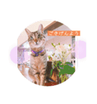 ネコとイヌのいる生活（個別スタンプ：11）