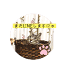 ネコとイヌのいる生活（個別スタンプ：12）