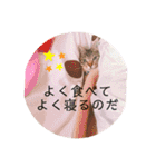 ネコとイヌのいる生活（個別スタンプ：15）