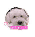 ネコとイヌのいる生活（個別スタンプ：17）