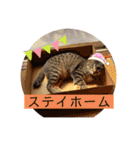 ネコとイヌのいる生活（個別スタンプ：19）
