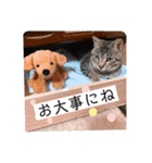 ネコとイヌのいる生活（個別スタンプ：20）