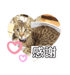 ネコとイヌのいる生活（個別スタンプ：21）