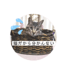 ネコとイヌのいる生活（個別スタンプ：25）
