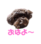 あん(176)（個別スタンプ：1）