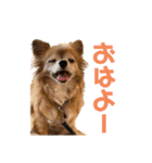 Jojo＆Nala(177)（個別スタンプ：1）