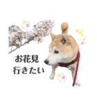我が家の柴わんこ2.（個別スタンプ：1）