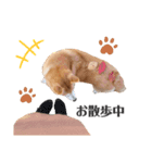 我が家の柴わんこ2.（個別スタンプ：3）