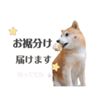我が家の柴わんこ2.（個別スタンプ：5）